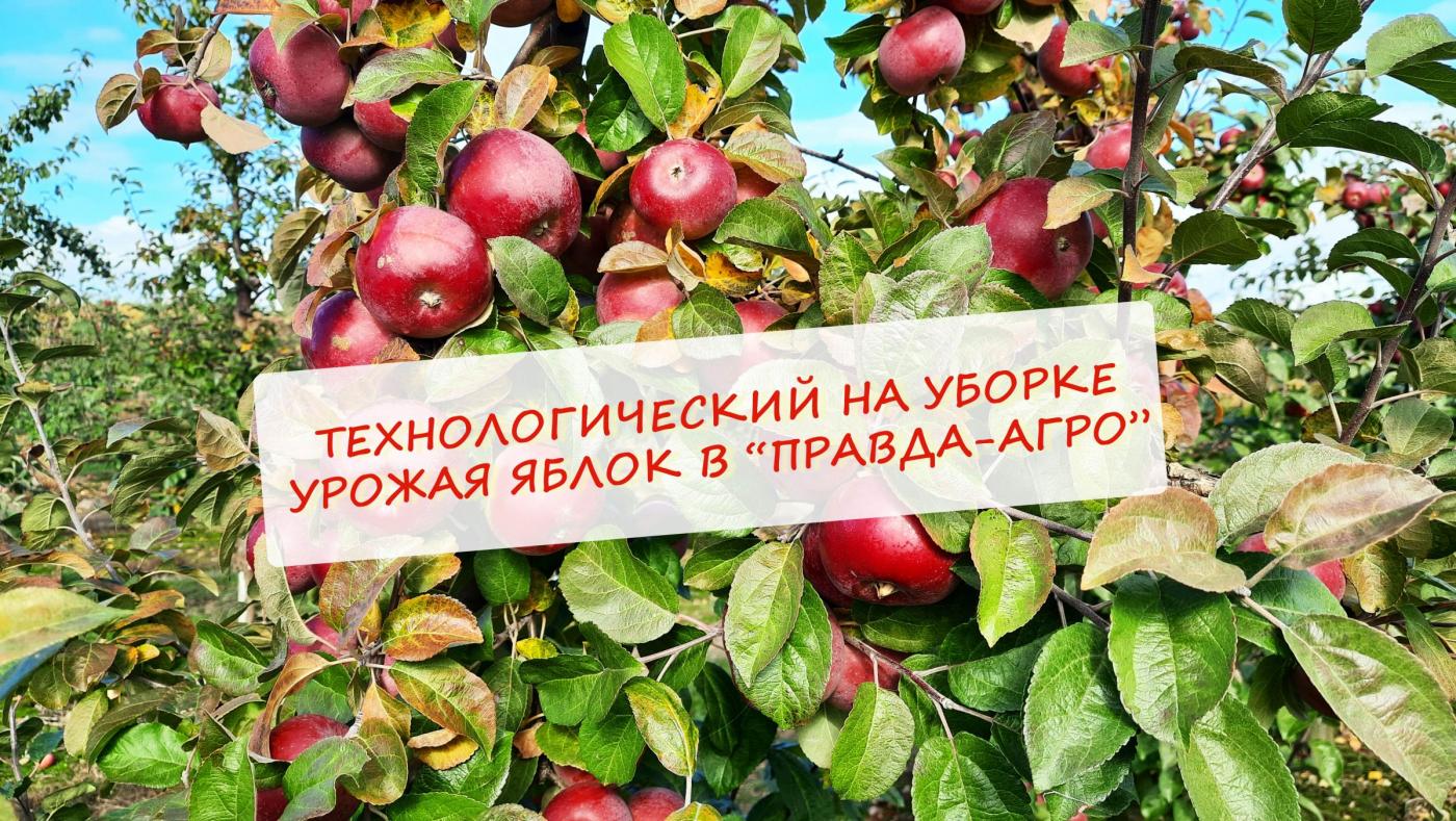 Осень. Солнце. Яблоки